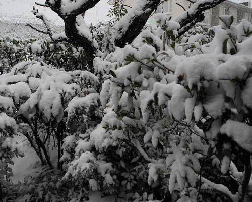 初雪－７.jpg