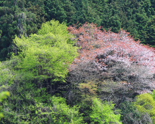 山桜DSC_5016.jpg
